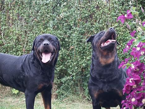 Rottweiler Freja (2011) - Freja er utrolig meget interesseret i den fuglerede med unger der er i træet i haven :P Chester ser bare dum ud ;) billede 17