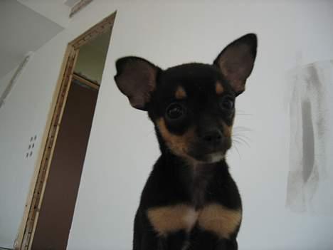 Chihuahua Chanel billede 8