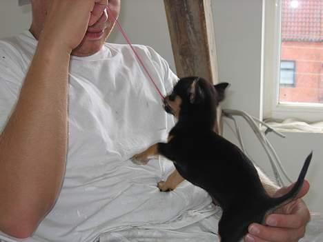 Chihuahua Chanel billede 9