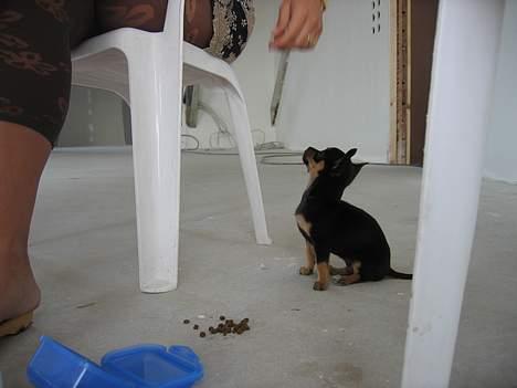 Chihuahua Chanel billede 10