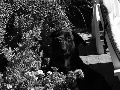 Rottweiler Freja (2011) - Freja betaget af fugleunger. Et anderledes billede billede 18