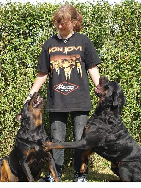 Rottweiler Freja (2011) - Hundene og jeg i haven billede 19