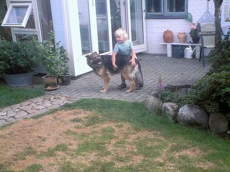Schæferhund Zita - Nadia og Zita . <3 billede 1
