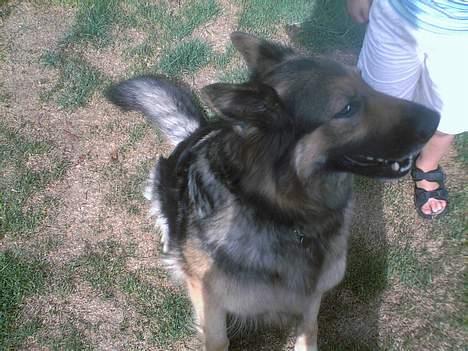 Schæferhund Zita - lille Zita, hun er bare så sød ! <3 billede 2