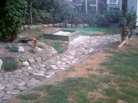 Schæferhund Zita - Zita i fuld fir´spring ! <3 billede 4