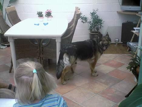 Schæferhund Zita - smuk er hun da , ikk ? billede 5