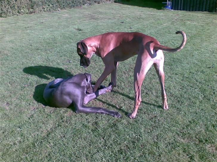 Grand danois Bufas - drengene i haven billede 17