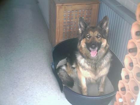 Schæferhund Zita - min dejlige hund ! <3 billede 6