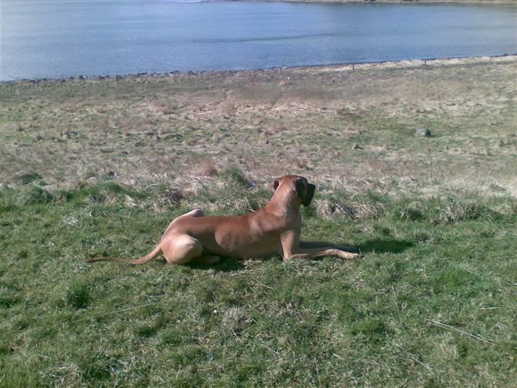 Grand danois Bufas billede 18