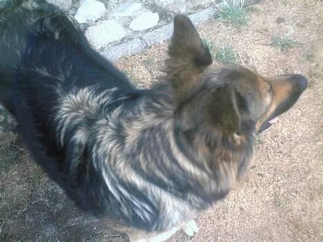 Schæferhund Zita - der var Zita igen ! <3 billede 7