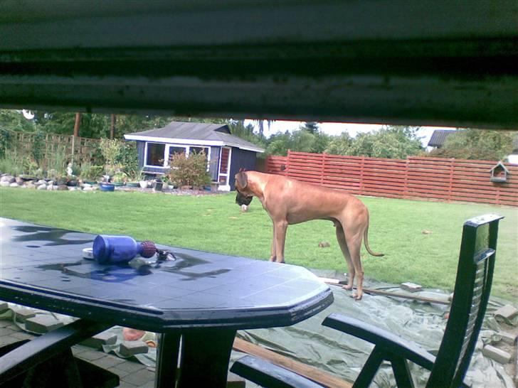 Grand danois Bufas - I am the king off the sandbunke!!! billede 19