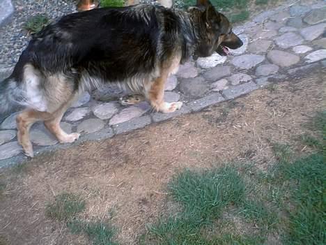 Schæferhund Zita - lunte lunte .<3 billede 8