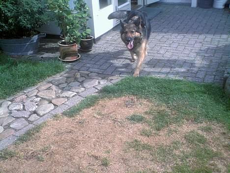 Schæferhund Zita - der kommer hun jo ! <3 billede 9