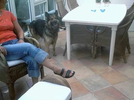 Schæferhund Zita - et voll godt billed syns jeg ! <3 billede 10