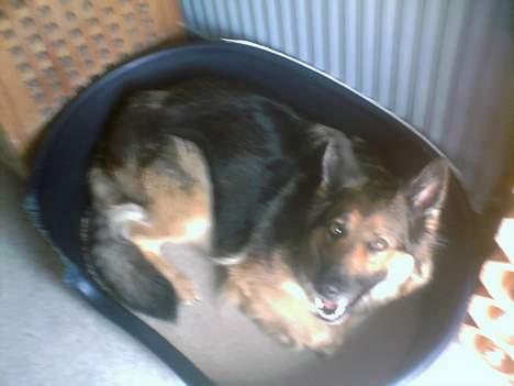 Schæferhund Zita - Zita i kurven ! <3 billede 11