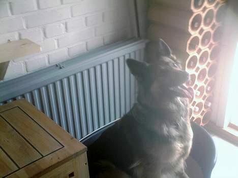 Schæferhund Zita - lidt sløret, men godt ! <3 billede 12