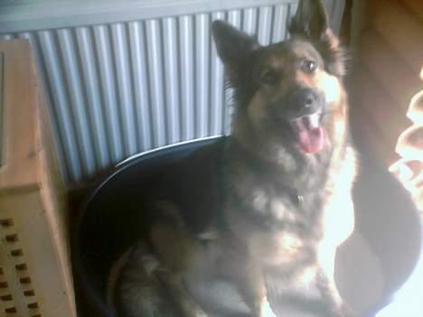 Schæferhund Zita - søde Zita <3 billede 13