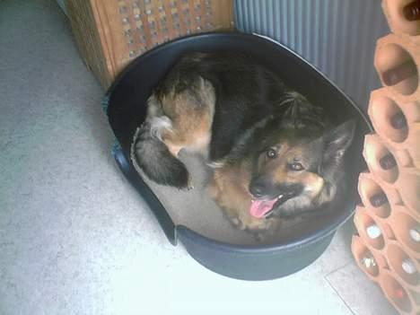 Schæferhund Zita - "er lidt træt " billede 14