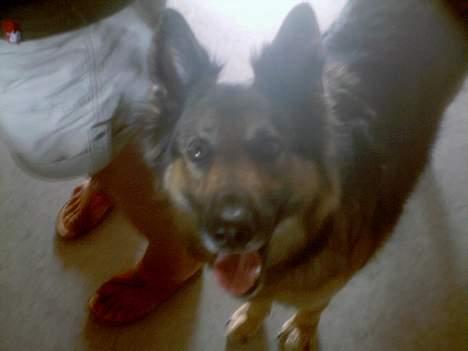 Schæferhund Zita - " halløj allesammen" billede 15