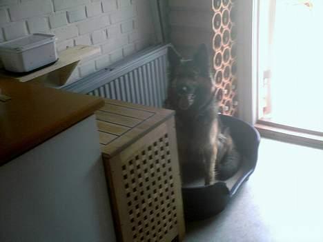 Schæferhund Zita - kuk kuk . i kan ikke finde miig !" <3 billede 16