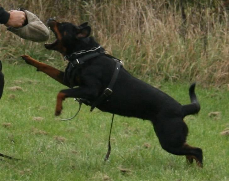 Rottweiler *Nala*  R.I.P. billede 20