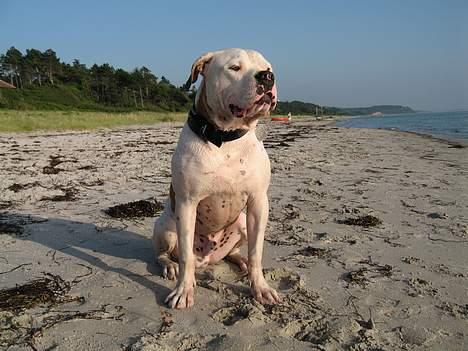 Blanding af racer Bosco R.I.P :( billede 16