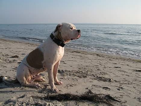 Blanding af racer Bosco R.I.P :( billede 17