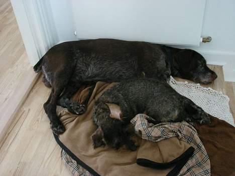 Gravhund Emma - zZZZZZZZzZZZZZZ billede 4