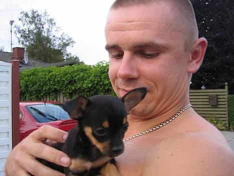 Chihuahua Chanel billede 12