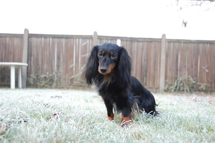 Dværggravhund Homie billede 1