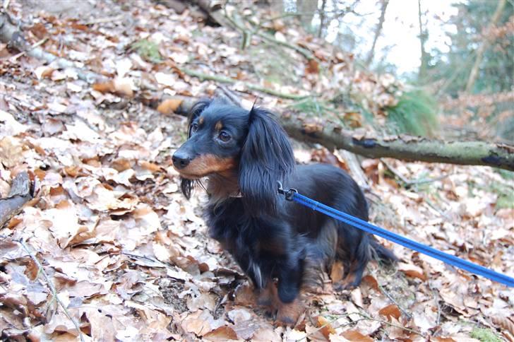 Dværggravhund Homie billede 2