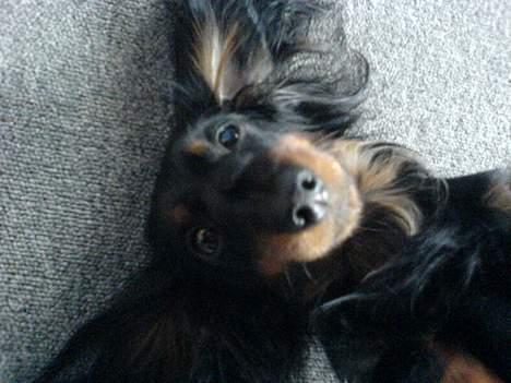 Dværggravhund Homie - FLYVEØRE billede 3