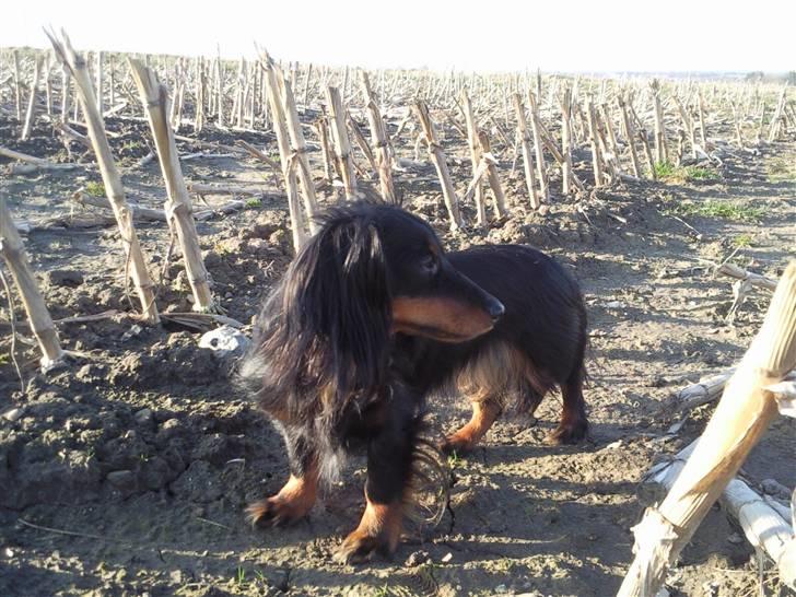 Dværggravhund Homie billede 4