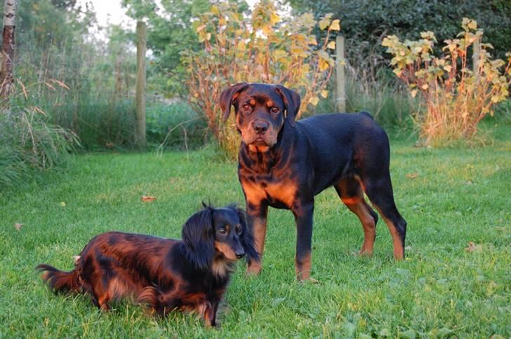 Dværggravhund Homie - her er min søster billede 5