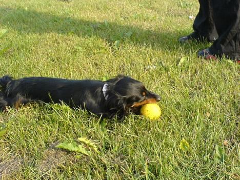 Dværggravhund Homie billede 6