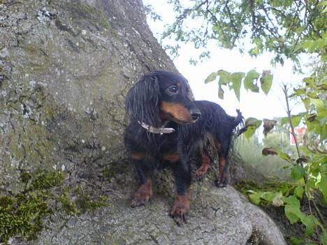 Dværggravhund Homie billede 7