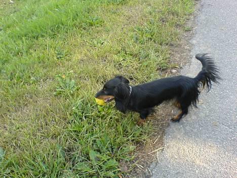 Dværggravhund Homie billede 8