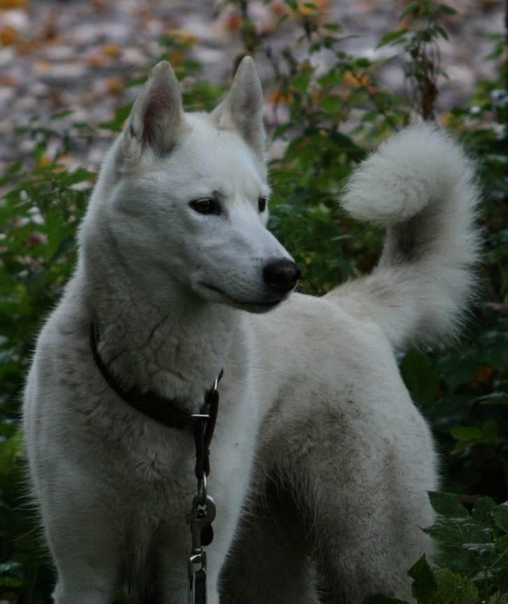 Siberian husky Vega billede 8