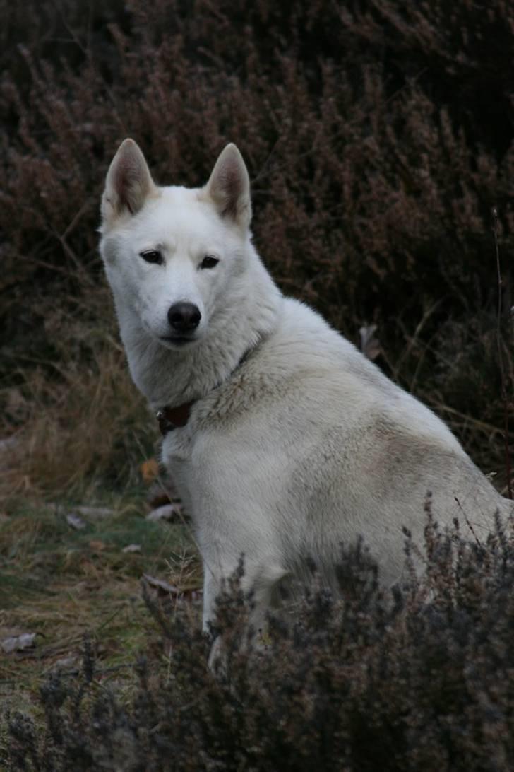 Siberian husky Vega billede 9