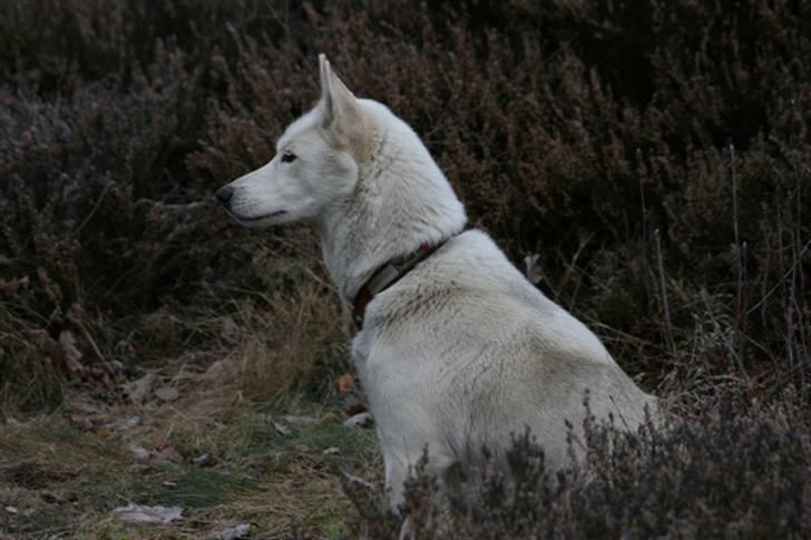 Siberian husky Vega billede 10