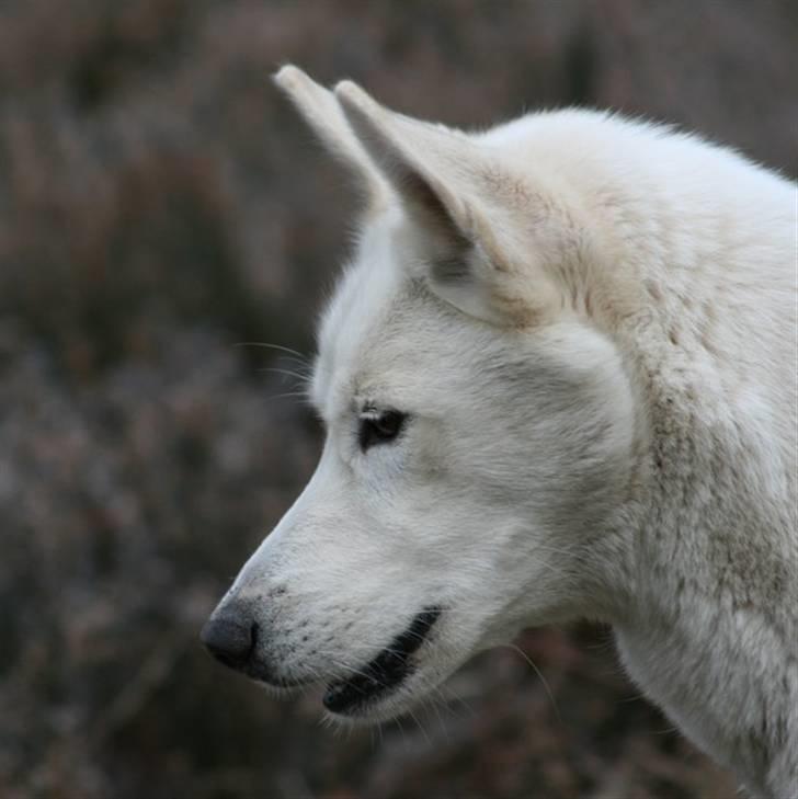 Siberian husky Vega billede 11