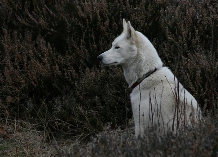 Siberian husky Vega billede 12