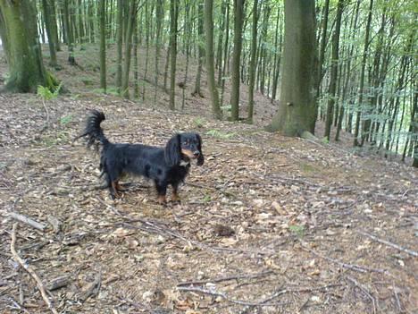 Dværggravhund Homie billede 9