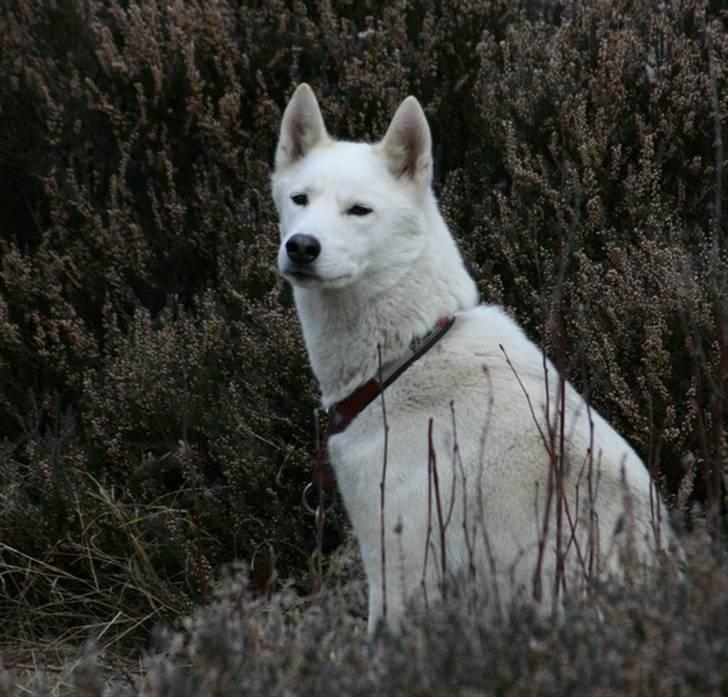 Siberian husky Vega billede 13