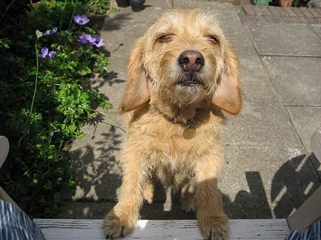 Basset fauve de bretagne Mille - der er sådan en god udsigt heroppe! billede 13