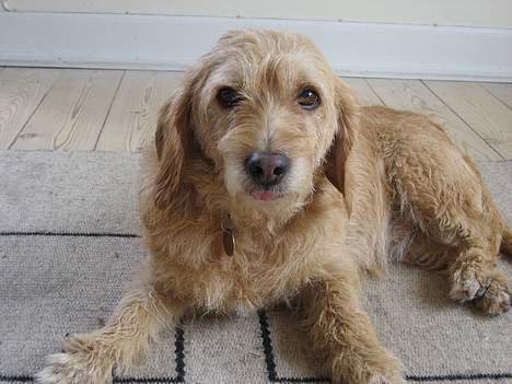 Basset fauve de bretagne Mille - Mille... rækker tunge:P billede 14