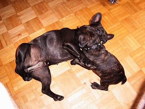 Fransk bulldog Futte - Han er nu sød.... men ret nem og kanøfle... billede 14