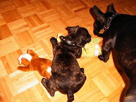 Fransk bulldog Futte - Hvis du nu passer din bamse så passer jeg mig.... synes Futte og tænke billede 15
