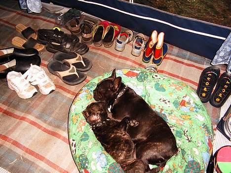 Fransk bulldog Futte - De siger vi godt kan ligge her sammen.... Er jeg ikke helt tilfreds med... Jeg plejer og ha puden for mig selv... billede 16