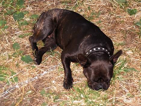 Fransk bulldog Futte - Nååå hvis det ikke kan være anderledes må jeg jo sove på jorden synes Futte og tænke... billede 17
